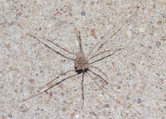 Trachyrhinus marmoratus