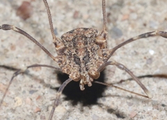 Trachyrhinus marmoratus