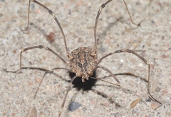 Trachyrhinus marmoratus