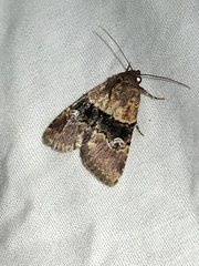 Properigea continens