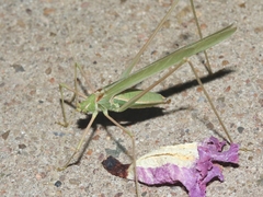 Arethaea mescalero