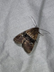 Properigea continens