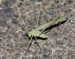 Arethaea mescalero