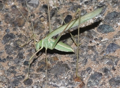 Arethaea mescalero