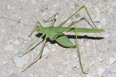 Arethaea mescalero