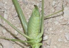 Arethaea mescalero