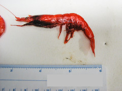 Robustosergia robusta