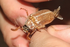 Polyphylla pottsorum