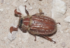 Polyphylla mescalerensis