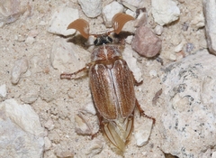 Polyphylla pottsorum