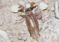 Polyphylla pottsorum