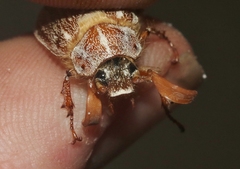 Polyphylla pottsorum