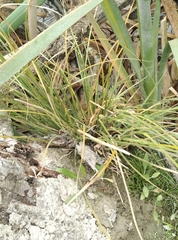 Carex dipsacea