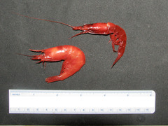 Robustosergia robusta