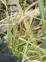 Carex dipsacea