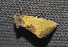 Stiria intermixta