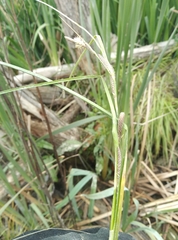 Carex dipsacea