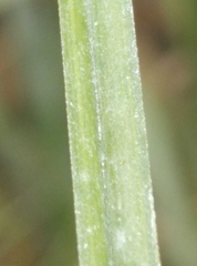 Carex dipsacea