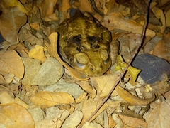 Rhinella horribilis