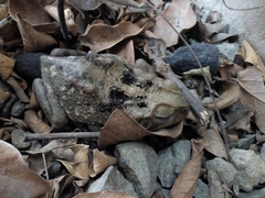 Rhinella horribilis