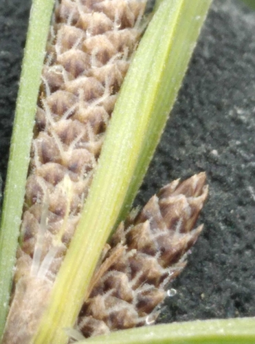 Image of Carex dipsacea by (c) Joe Potter Butler, some rights reserved (CC BY)