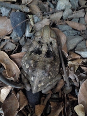 Rhinella horribilis