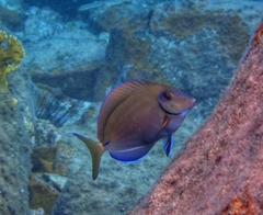 Acanthurus chirurgus