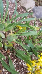 Oncidium cheirophorum