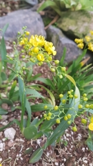 Oncidium cheirophorum