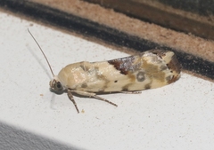 Ponometia libedis
