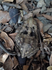 Rhinella horribilis