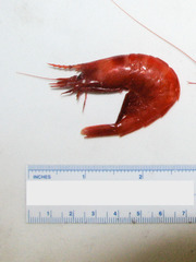 Acanthephyra pelagica