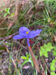 Patersonia occidentalis