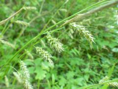 Carex cherokeensis