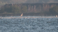 Phoenicopterus roseus