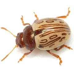 Zygogramma heterothecae