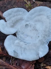 Incrustoporiaceae