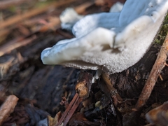Incrustoporiaceae