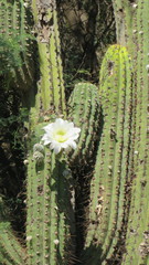 Trichocereus