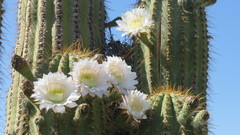 Trichocereus