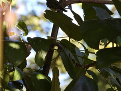 Vireo griseus