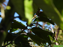 Vireo griseus