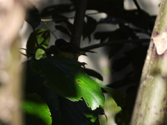 Vireo griseus
