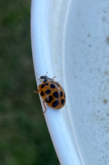 Harmonia axyridis