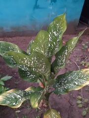 Dieffenbachia seguine