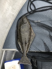 Hippoglossus stenolepis