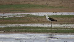 Recurvirostra andina