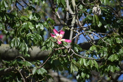 Ceiba speciosa