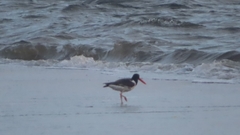 Haematopus palliatus