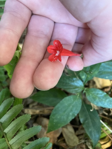 Ruellia brevifolia image